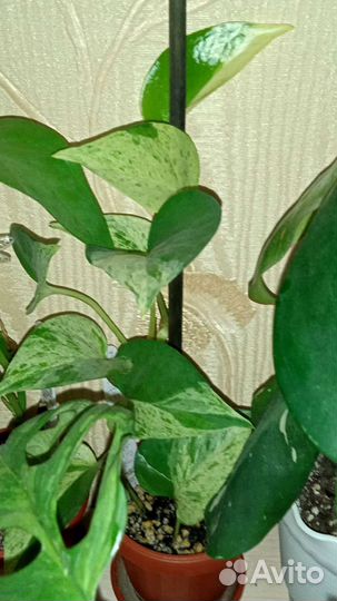 Сциндапсусы, эпипремнумы разные сортовые Тай