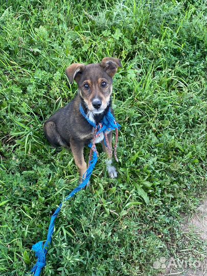 Собака в добрые руки отдам бесплатно