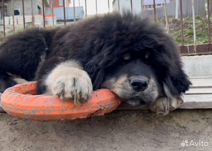 Тибетский мастиф