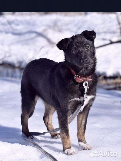 В добрые руки