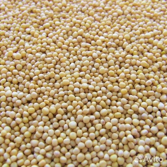 Горчица белая семена