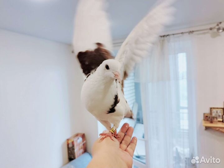 Домашний голубь