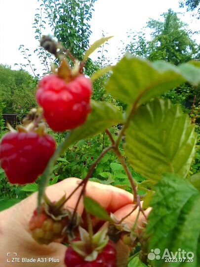 Саженцы малины и ежемалины сортовой