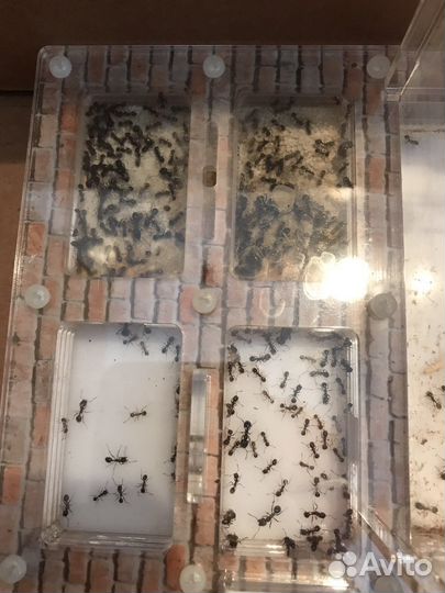 Муравьиная ферма с муравьями