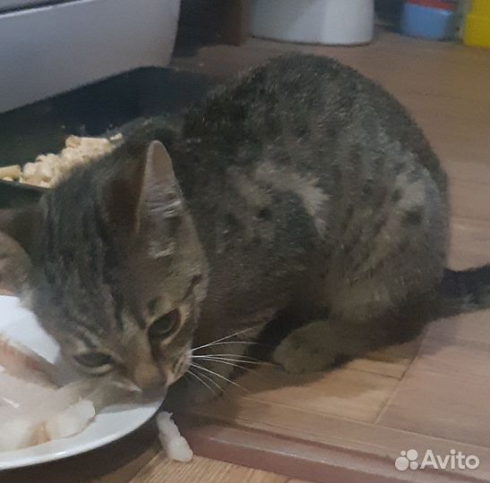 Отдадут двух красивых котят