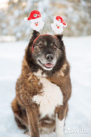 Отдам собачку