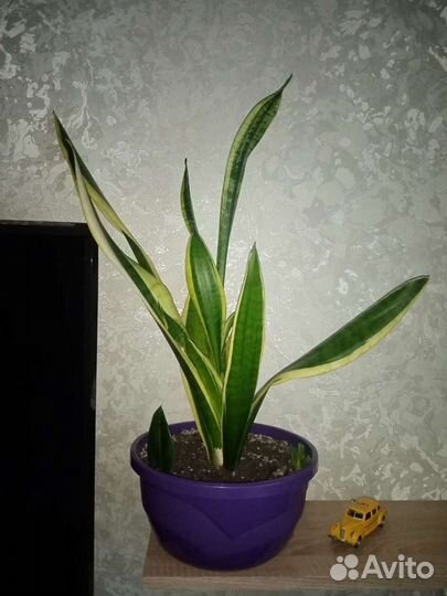 Сансевиерия, щучий хвост