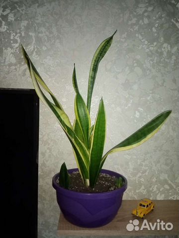 Сансевиерия, щучий хвост