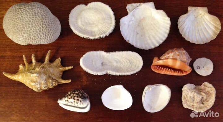 Морской ёж. Heterocentrotus mammillaru.Раковины