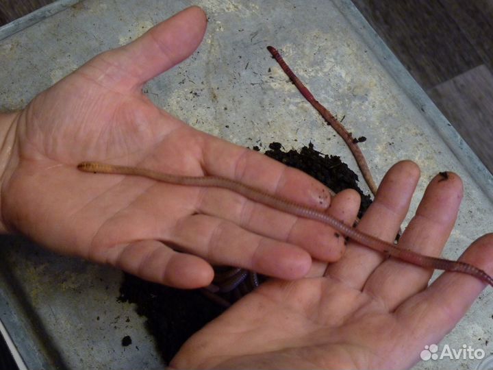 Червь дендробена