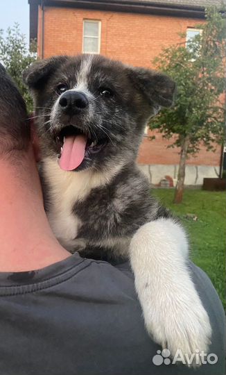 Акита-Ину щенки