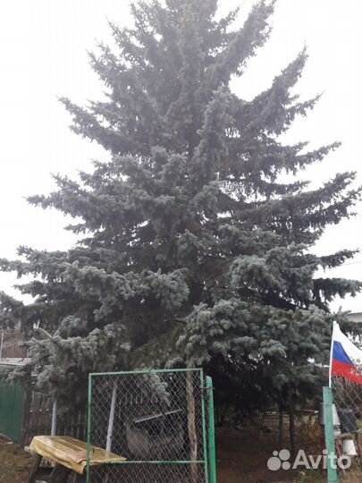 Голубая ель продажа