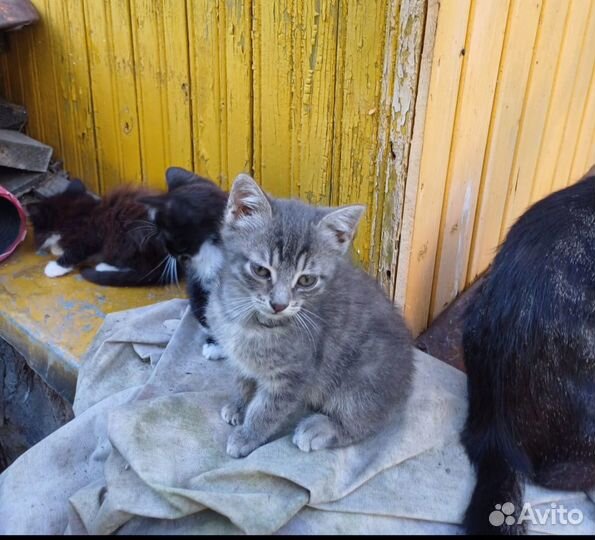 Котята брошены в садоводстве.Передержка или дом