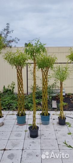 Живые плетёные деревья Ивы