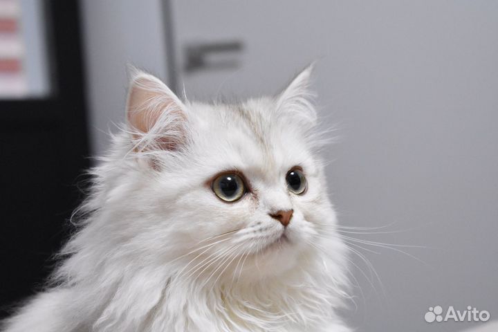 Персидская шиншилла кошка