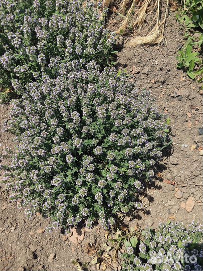 Лаванда розовая