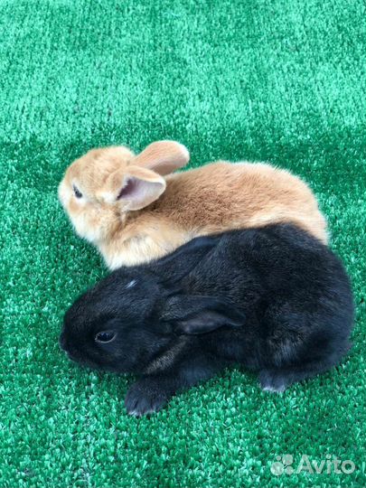 Кролики мясистая порода