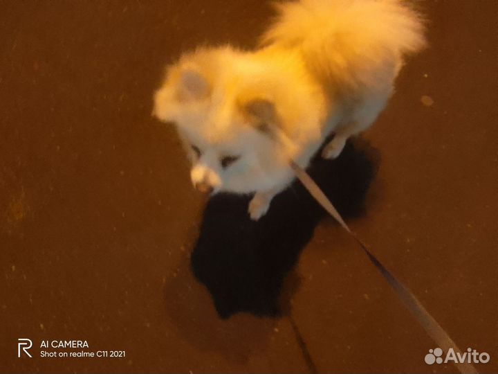 Собака шпиц