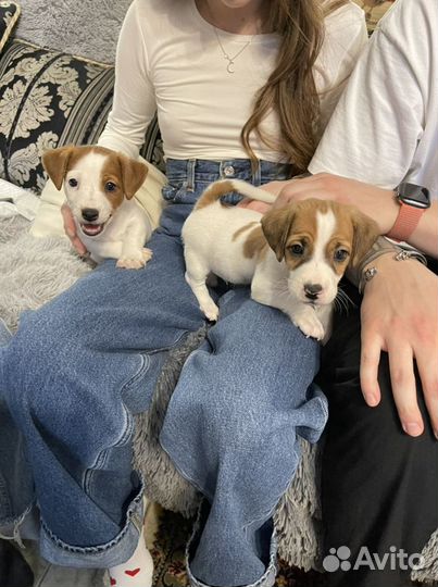 Щенки джек рассел терьер