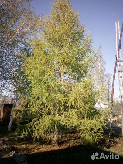 Лиственница сибирская