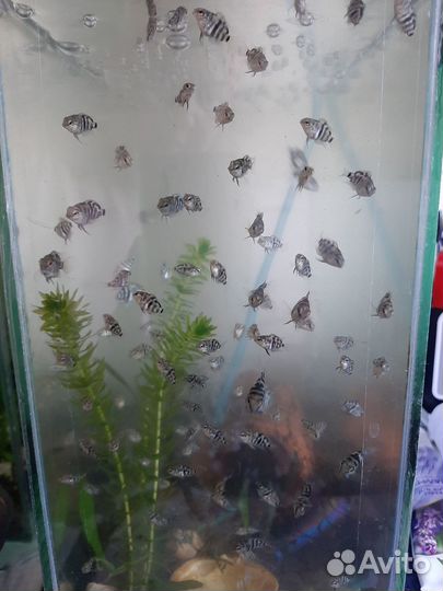 Аквариумные рыбки цихлиды