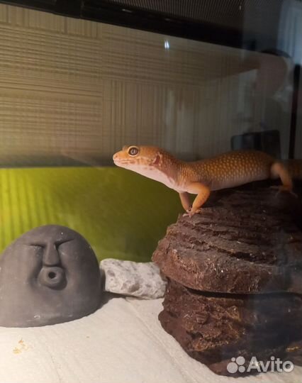 Эублефар Sunglow с террариумом и кормом