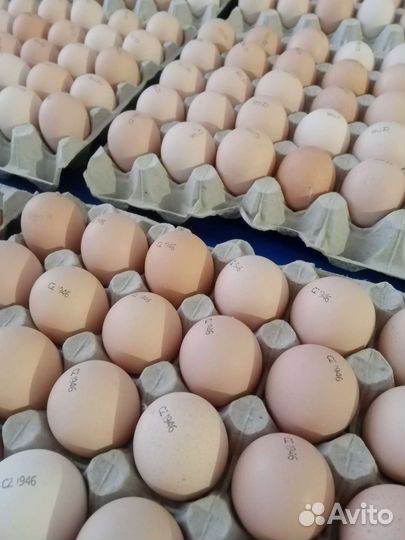 Суточные Цыплята Бройлер