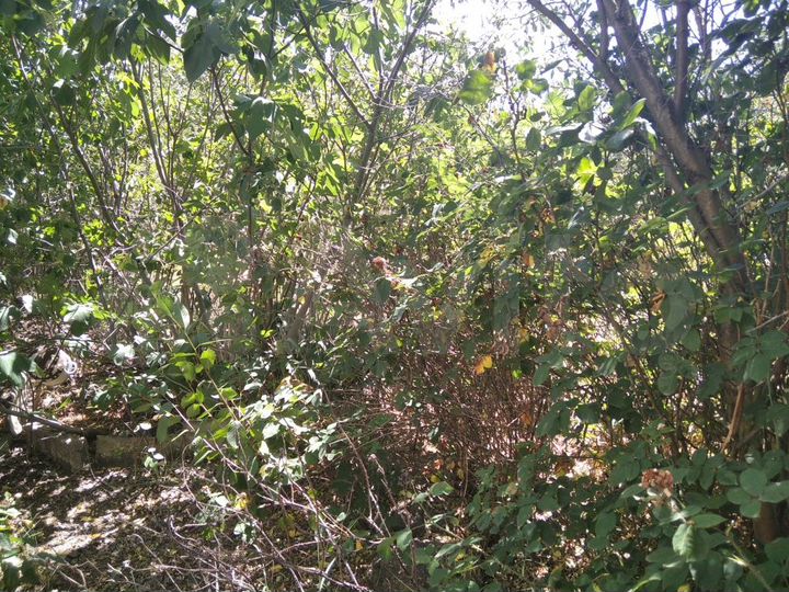 Участок 5 сот. (СНТ, ДНП)