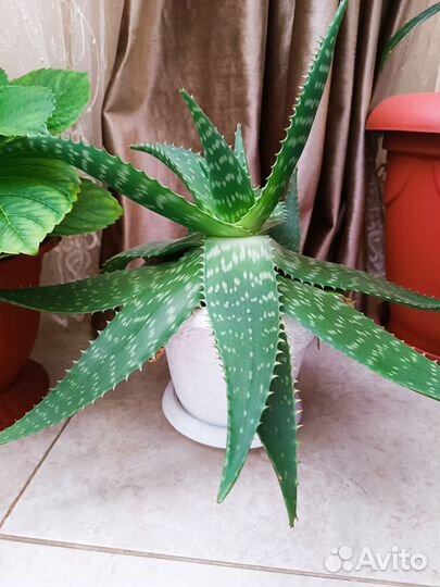 Алое вера лечебный