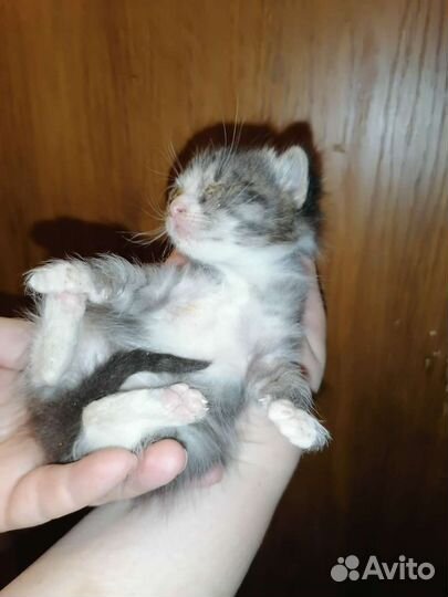 Котята с больными глазами