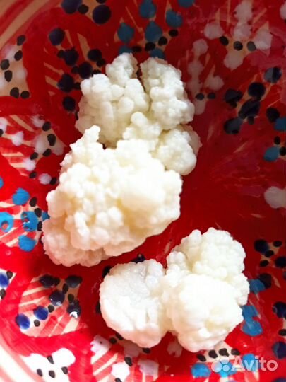 Тибетский молочный гриб