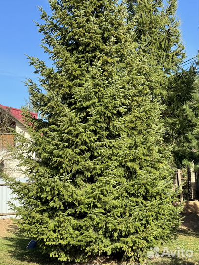 Ель живая с комом