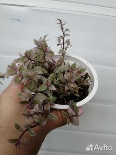 Каллизия розовая пантера