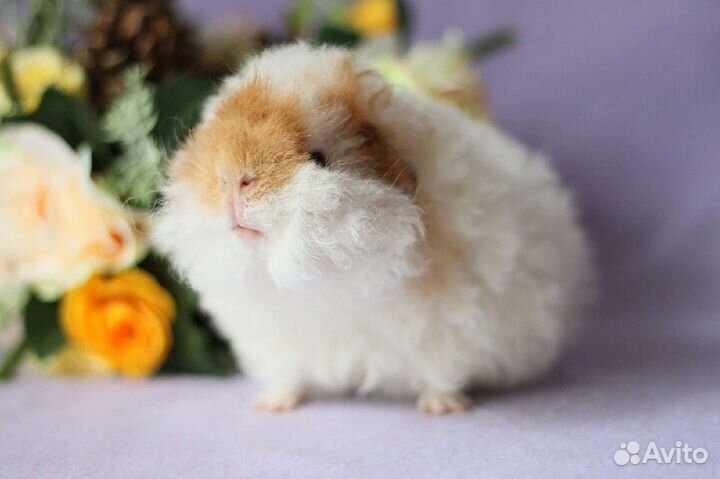 Морская свинка альпака