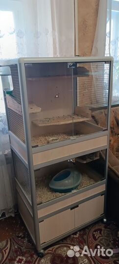 Шиншилла (девочка)