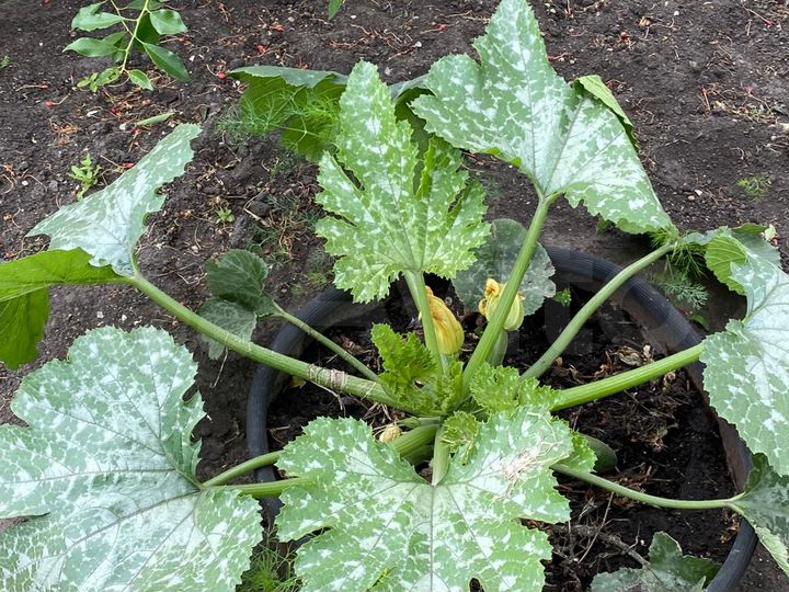 Дача 30 м² на участке 6 сот.