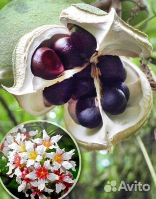 Саженцы Ксантоцероса (чекалкин орех )