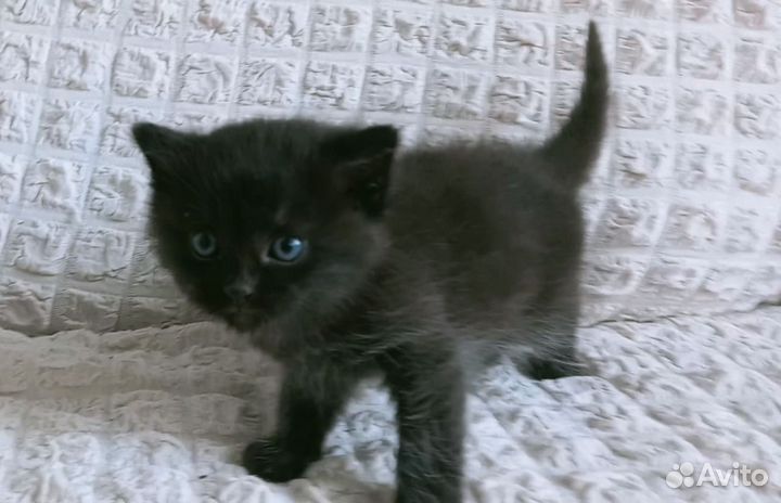 Кошка в дар