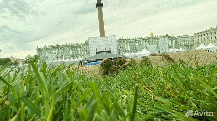 Рулонный газон 