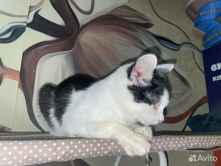 Бедненький котенок