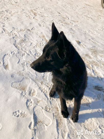Вязка, немецкая овчарка (кобель)