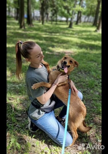 Собака в добрые руки