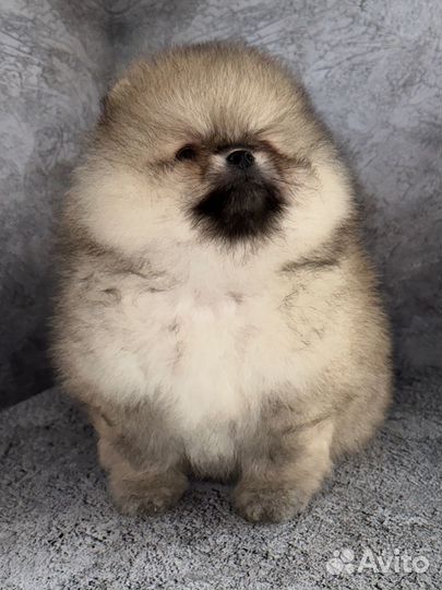 Померанский шпиц