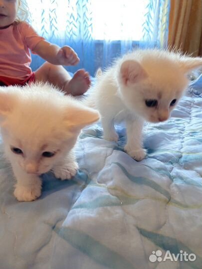 Кошечки в добрые руки