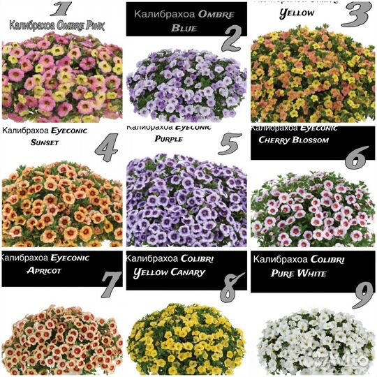 Калибрахоа