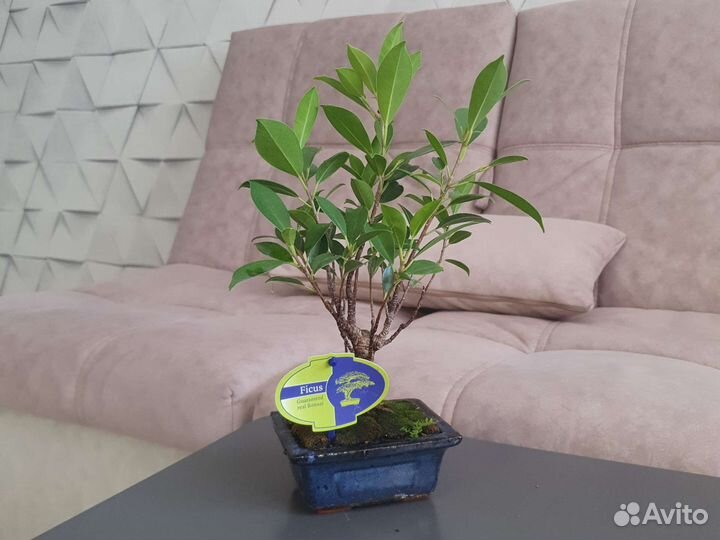 Бонсай фикус