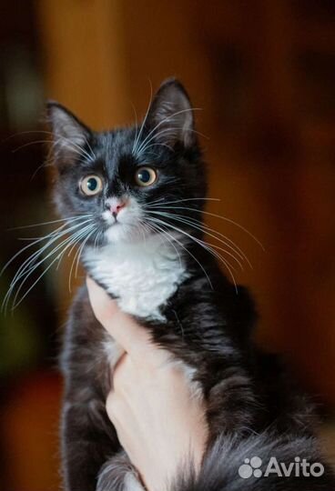 Пушистый комочек в добрые руки