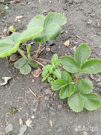 Рассада клубники азия