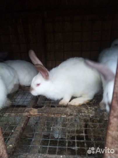 Кролики породы фландр и колифорнийский
