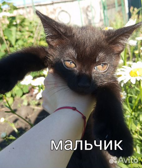 Кошки